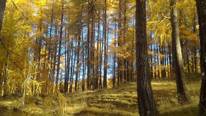 La Riserva di Cortina