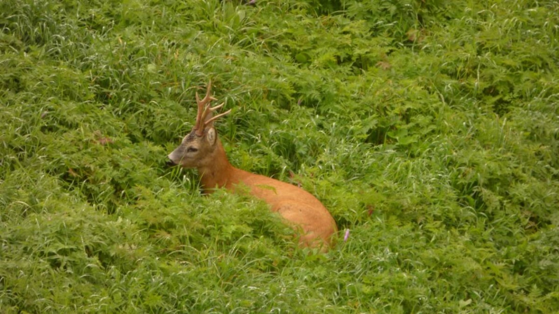 Capriolo